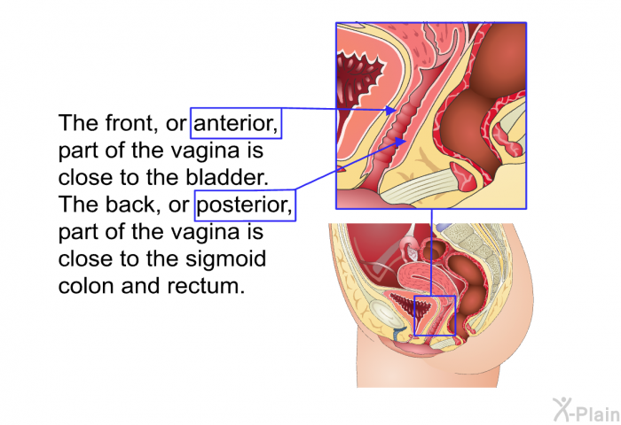 The front, or anterior, part of the vagina is close to the bladder. The back, or posterior, part of the vagina is close to the sigmoid colon and rectum.