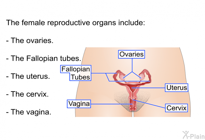 The female reproductive organs include:  The ovaries. The Fallopian tubes. The uterus. The cervix. The vagina.