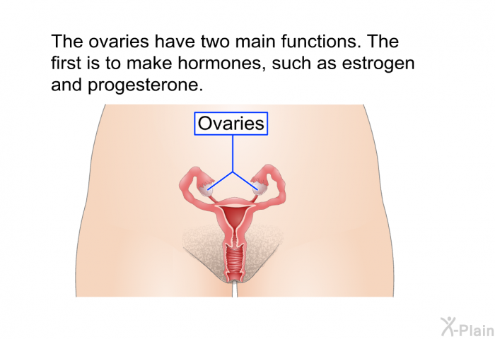 The ovaries have two main functions. The first is to make hormones, such as estrogen and progesterone.