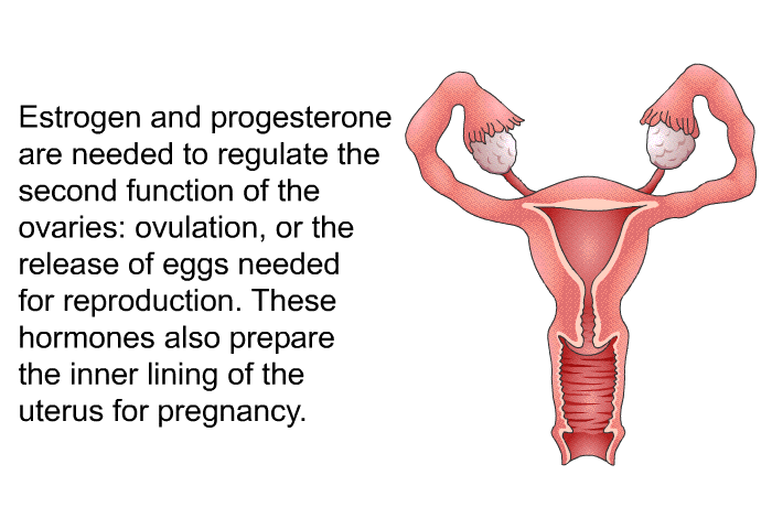 Estrogen and progesterone are needed to regulate the second function of the ovaries: ovulation, or the release of eggs needed for reproduction. These hormones also prepare the inner lining of the uterus for pregnancy.