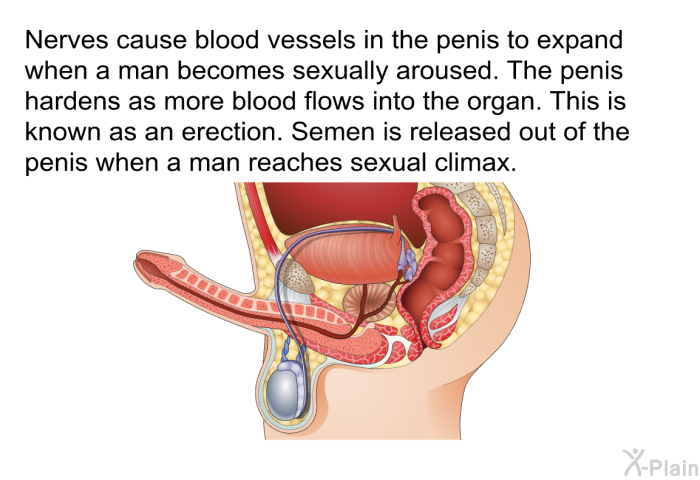 Nerves cause blood vessels in the penis to expand when a man becomes sexually aroused. The penis hardens as more blood flows into the organ. This is known as an erection. Semen is released out of the penis when a man reaches sexual climax.