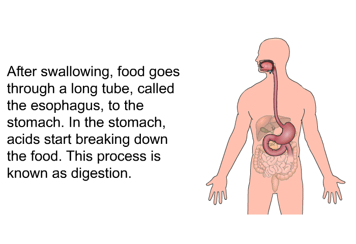After swallowing, food goes through a long tube, called the esophagus, to the stomach. In the stomach, acids start breaking down the food. This process is known as digestion.