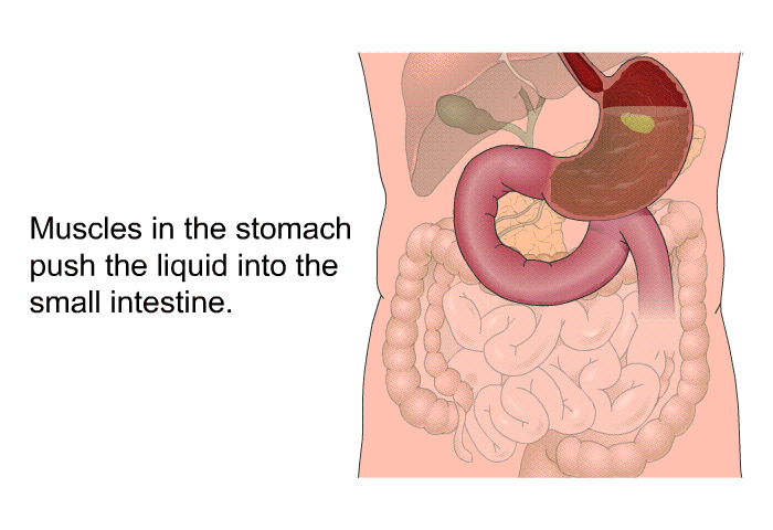 Muscles in the stomach push the liquid into the small intestine.