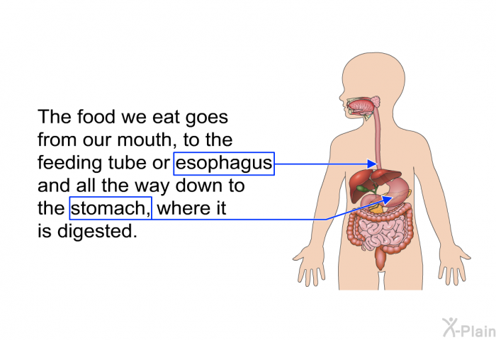The food we eat goes from our mouth, to the feeding tube or esophagus and all the way down to the stomach, where it is digested.