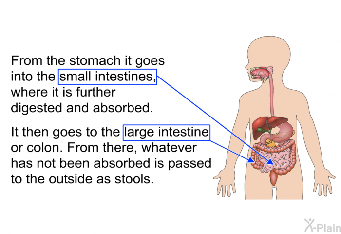 From the stomach it goes into the small intestines, where it is further digested and absorbed. It then goes to the large intestine or colon. From there, whatever has not been absorbed is passed to the outside as stools.