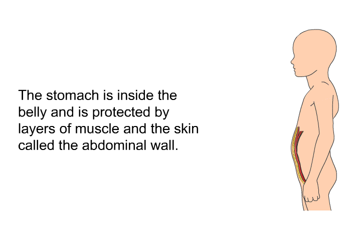 The stomach is inside the belly and is protected by layers of muscle and the skin called the abdominal wall.