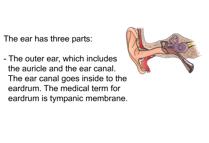 The ear has three parts:  The outer ear, which includes the auricle and the ear canal. The ear canal goes inside to the eardrum. The medical term for eardrum is tympanic membrane.