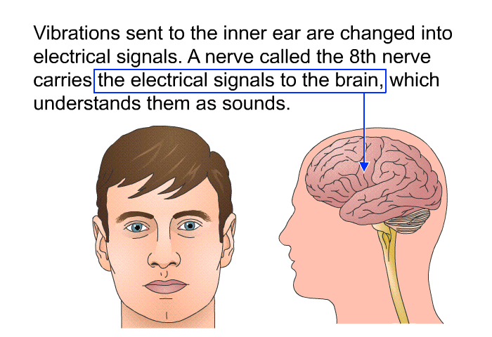 Vibrations sent to the inner ear are changed into electrical signals. A nerve called the 8th nerve carries the electrical signals to the brain, which understands them as sounds.