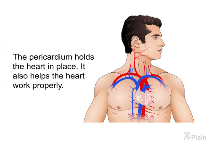 The pericardium holds the heart in place. It also helps the heart work properly.