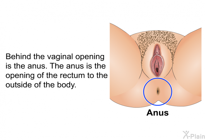 Behind the vaginal opening is the anus. The anus is the opening of the rectum to the outside of the body.