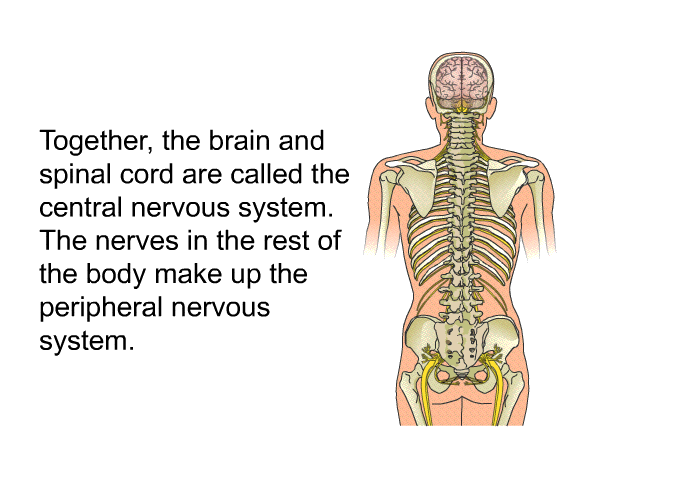 Together, the brain and spinal cord are called the central nervous system. The nerves in the rest of the body make up the peripheral nervous system.