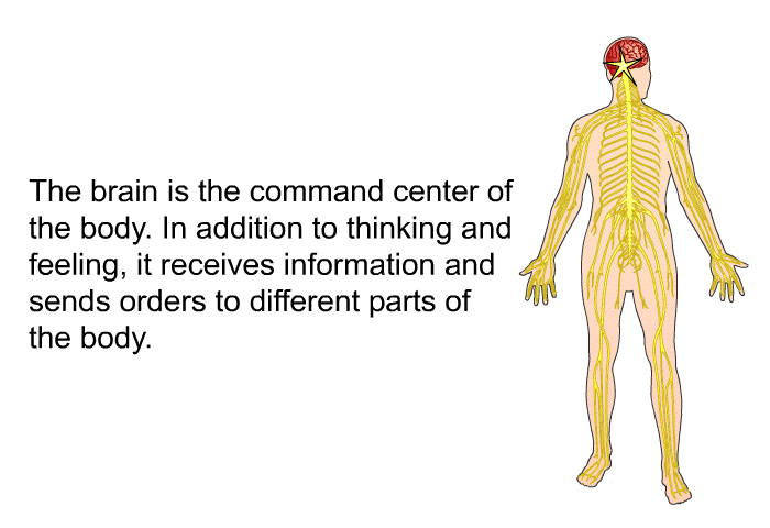 The brain is the command center of the body. In addition to thinking and feeling, it receives information and sends orders to different parts of the body.