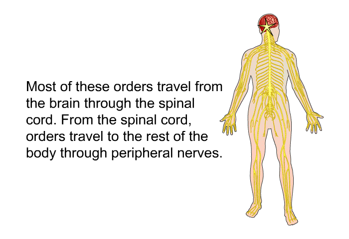 Most of these orders travel from the brain through the spinal cord. From the spinal cord, orders travel to the rest of the body through peripheral nerves.