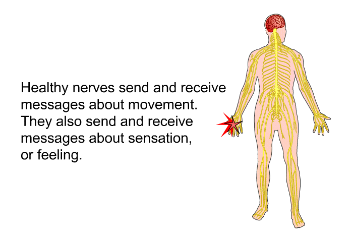 Healthy nerves send and receive messages about movement. They also send and receive messages about sensation, or feeling.