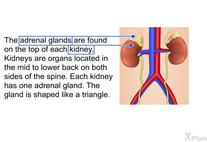 The adrenal glands are found on the top of each kidney. Kidneys are organs located in the mid to lower back on both sides of the spine. Each kidney has one adrenal gland. The gland is shaped like a triangle.