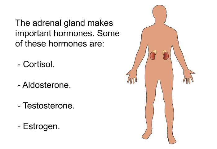 The adrenal gland makes important hormones. Some of these hormones are:  Cortisol. Aldosterone. Testosterone. Estrogen.