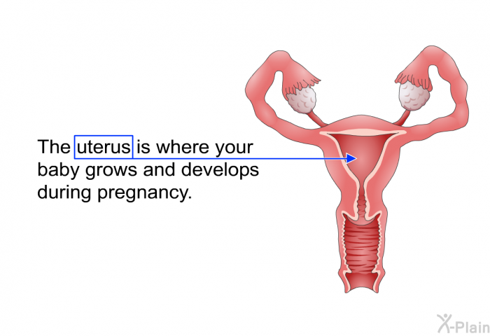 The uterus is where your baby grows and develops during pregnancy.