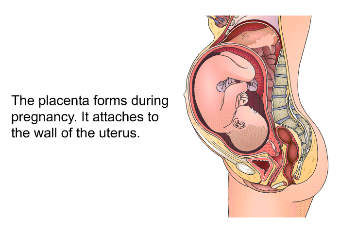 The placenta forms during pregnancy. It attaches to the wall of the uterus.