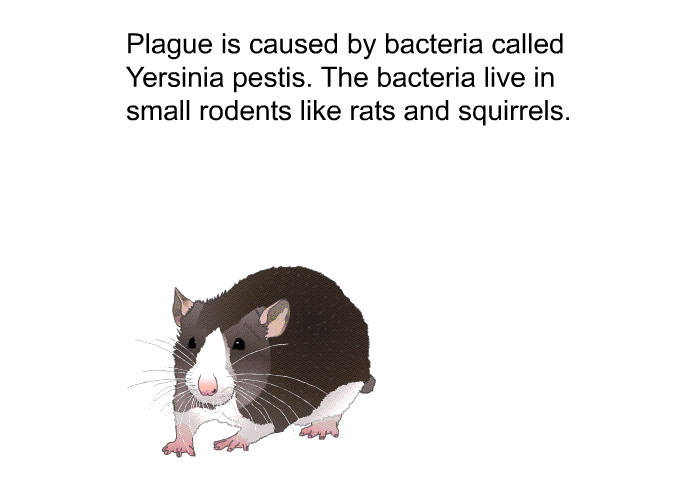 Plague is caused by bacteria called Yersinia pestis. The bacteria live in small rodents like rats and squirrels.