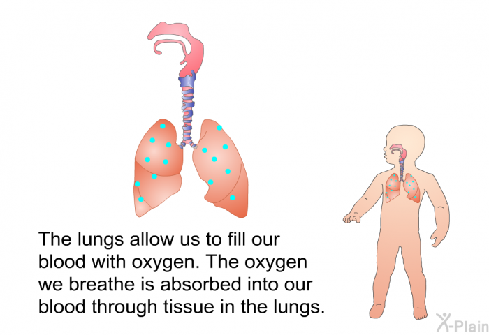 The lungs allow us to fill our blood with oxygen. The oxygen we breathe is absorbed into our blood through tissue in the lungs.