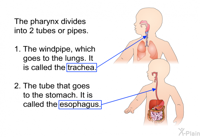 The pharynx divides into 2 tubes or pipes.  The windpipe, which goes to the lungs. It is called the trachea. The tube that goes to the stomach. It is called the esophagus.