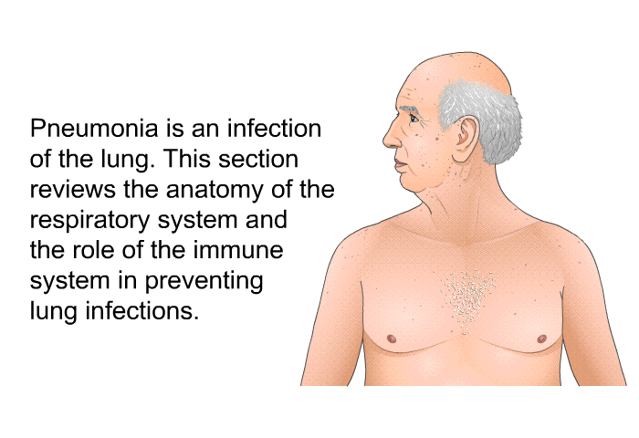 Pneumonia is an infection of the lung. This section reviews the anatomy of the respiratory system and the role of the immune system in preventing lung infections.