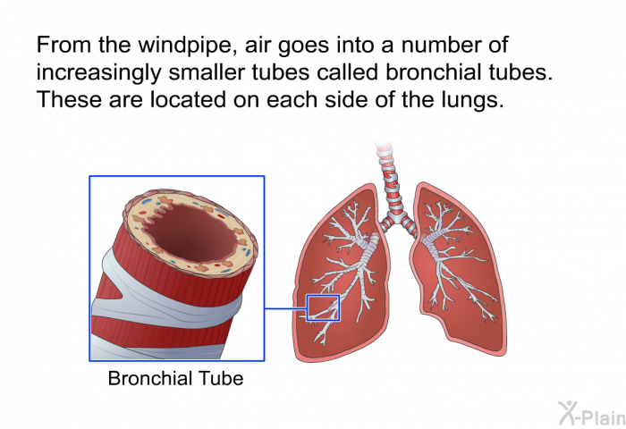 From the windpipe, air goes into a number of increasingly smaller tubes called bronchial tubes. These are located on each side of the lungs.