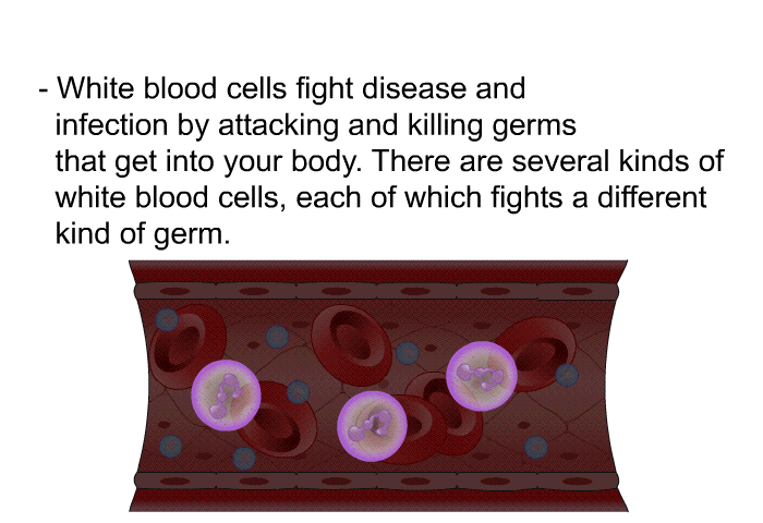 White blood cells fight disease and infection by attacking and killing germs that get into your body. There are several kinds of white blood cells, each of which fights a different kind of germ.