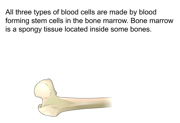 All three types of blood cells are made by blood forming stem cells in the bone marrow. Bone marrow is a spongy tissue located inside some bones.