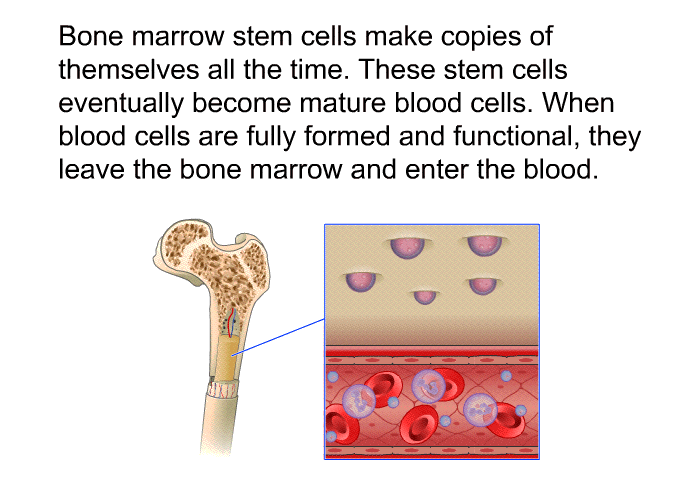 Bone marrow stem cells make copies of themselves all the time. These stem cells eventually become mature blood cells. When blood cells are fully formed and functional, they leave the bone marrow and enter the blood.