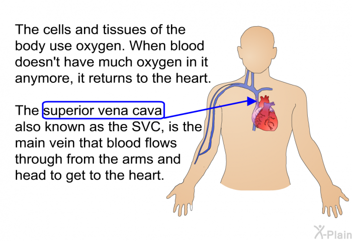 The cells and tissues of the body use oxygen. When blood doesn’t have much oxygen in it anymore, it returns to the heart. The superior vena cava, also known as the SVC, is the main vein that blood flows through from the arms and head to get to the heart.