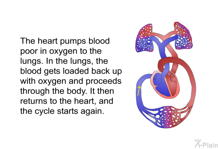 The heart pumps blood poor in oxygen to the lungs. In the lungs, the blood gets loaded back up with oxygen and proceeds through the body. It then returns to the heart, and the cycle starts again.