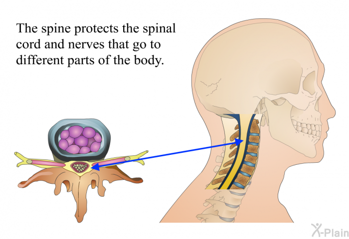 The spine protects the spinal cord and nerves that go to different parts of the body.