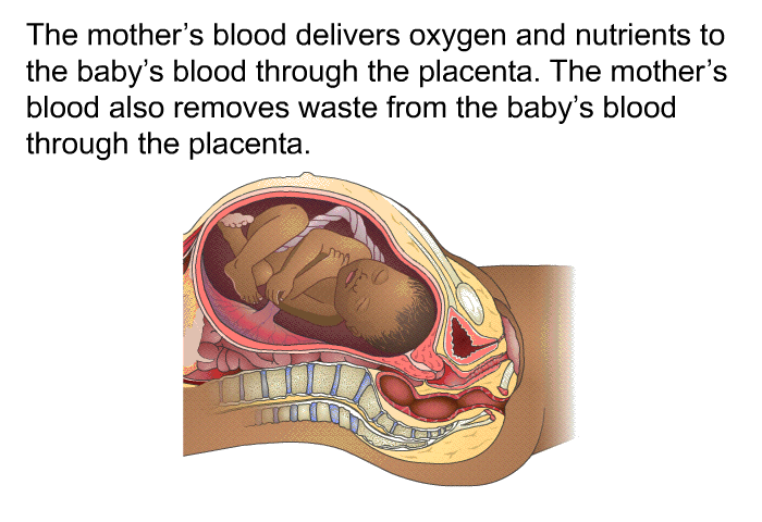 The mother's blood delivers oxygen and nutrients to the baby's blood through the placenta. The mother's blood also removes waste from the baby's blood through the placenta.