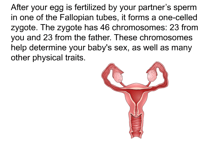 After your egg is fertilized by your partner's sperm in one of the Fallopian tubes, it forms a one-celled zygote. The zygote has 46 chromosomes: 23 from you and 23 from the father. These chromosomes help determine your baby's sex, as well as many other physical traits.