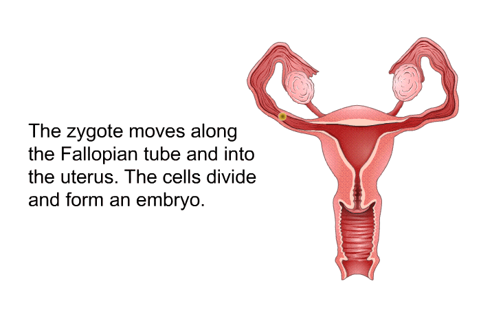 The zygote moves along the Fallopian tube and into the uterus. The cells divide and form an embryo.