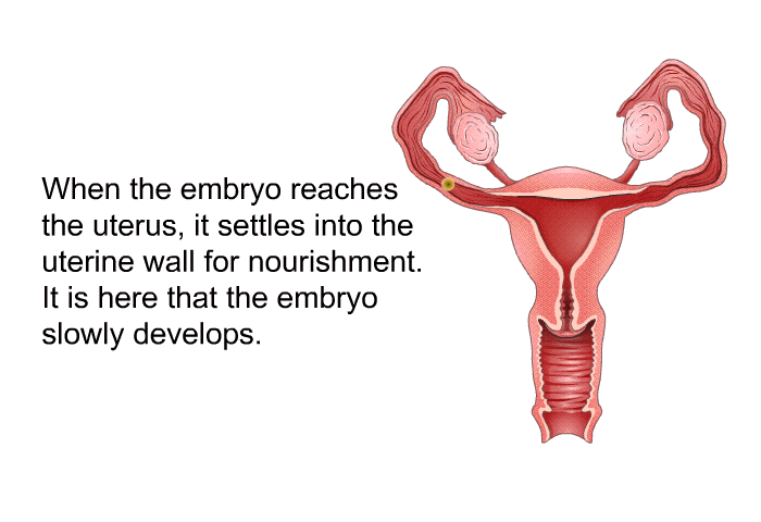 When the embryo reaches the uterus, it settles into the uterine wall for nourishment. It is here that the embryo slowly develops.