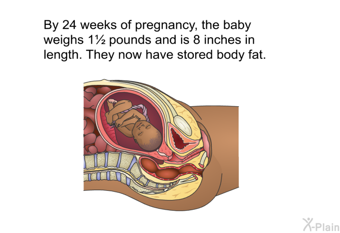 By 24 weeks of pregnancy, the baby weighs 1½ pounds and is 8 inches in length. They now have stored body fat.