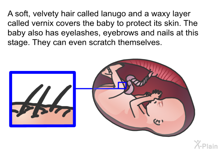 A soft, velvety hair called lanugo and a waxy layer called vernix covers the baby to protect its skin. The baby also has eyelashes, eyebrows and nails at this stage. They can even scratch themselves.