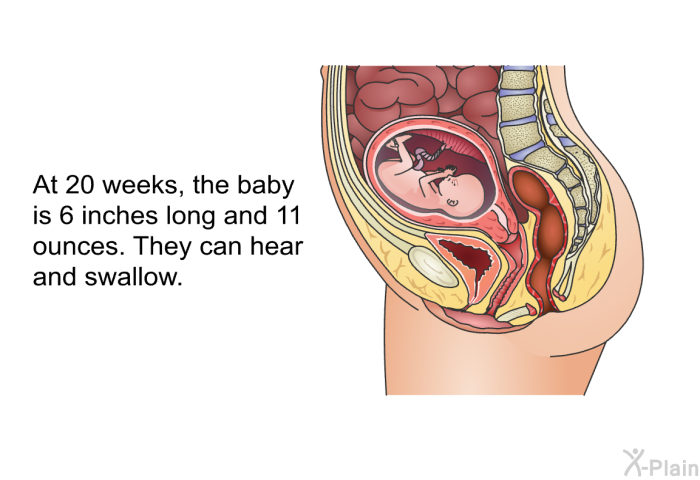 At 20 weeks, the baby is 6 inches long and 11 ounces. They can hear and swallow.