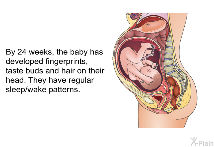 By 24 weeks, the baby has developed fingerprints, taste buds and hair on their head. They have regular sleep/wake patterns.