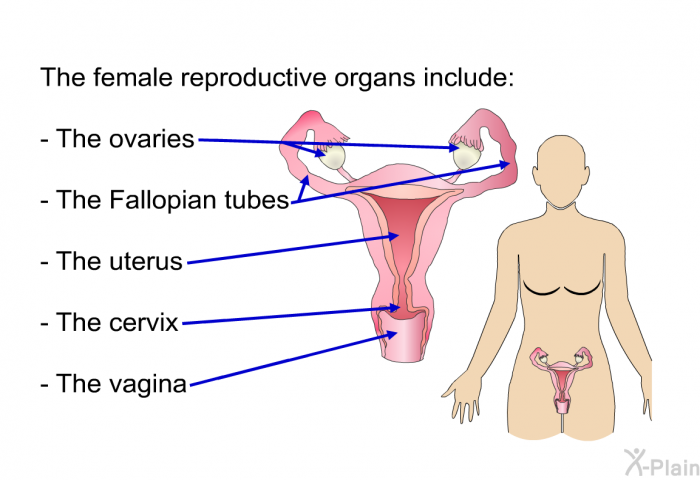 The female reproductive organs include:  The ovaries The Fallopian tubes The uterus The cervix The vagina