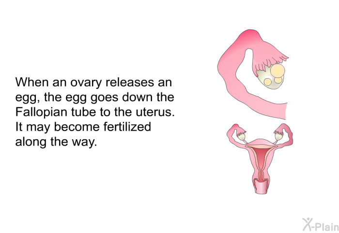 When an ovary releases an egg, the egg goes down the Fallopian tube to the uterus. It may become fertilized along the way.