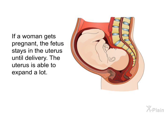 If a woman gets pregnant, the fetus stays in the uterus until delivery. The uterus is able to expand a lot.