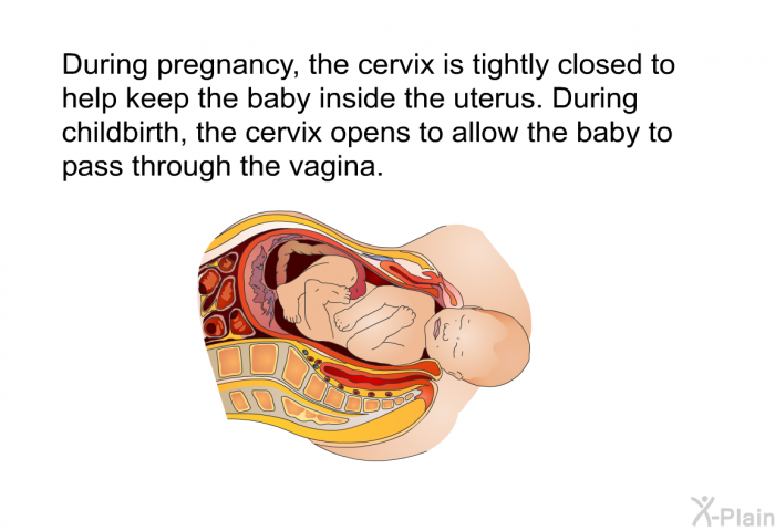 During pregnancy, the cervix is tightly closed to help keep the baby inside the uterus. During childbirth, the cervix opens to allow the baby to pass through the vagina.
