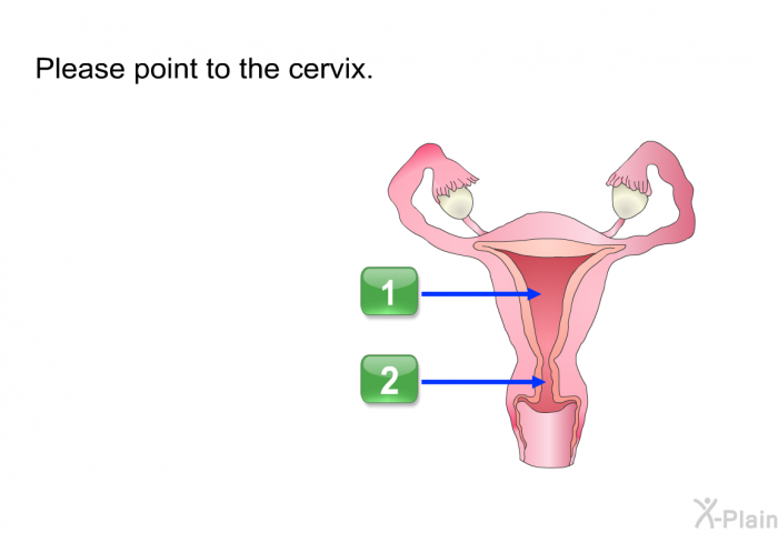 Please point to the cervix.