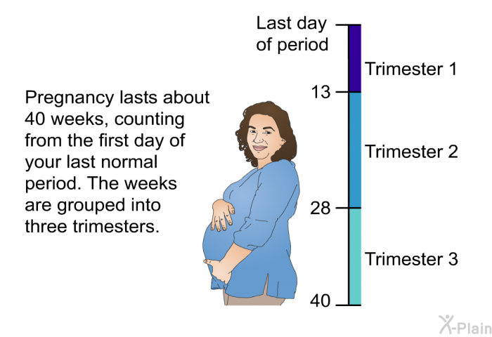 Pregnancy lasts about 40 weeks, counting from the first day of your last normal period. The weeks are grouped into three trimesters.