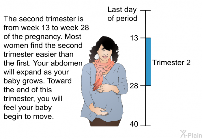The second trimester is from week 13 to week 28 of the pregnancy. Most women find the second trimester easier than the first. Your abdomen will expand as your baby grows. Toward the end of this trimester, you will feel your baby begin to move.