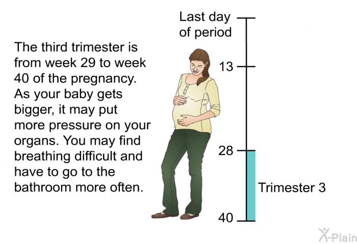 The third trimester is from week 29 to week 40 of the pregnancy. As your baby gets bigger, it may put more pressure on your organs. You may find breathing difficult and have to go to the bathroom more often.