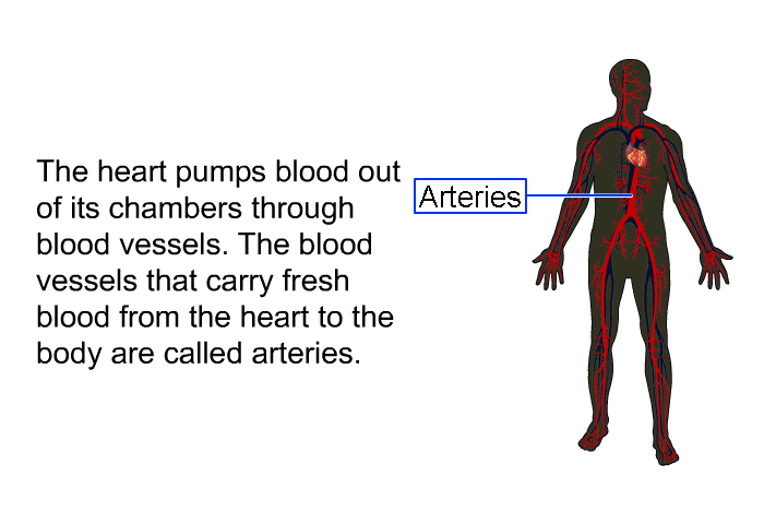 The heart pumps blood out of its chambers through blood vessels. The blood vessels that carry fresh blood from the heart to the body are called arteries.